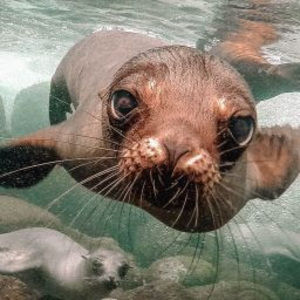 Meet your Posher, Anya